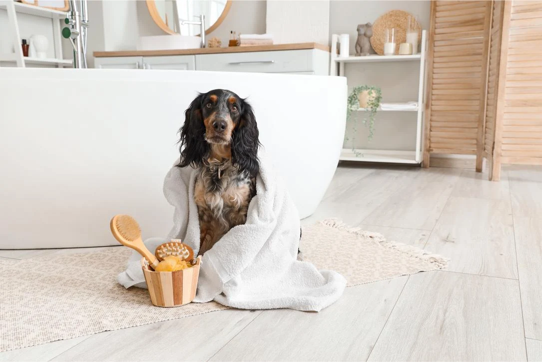 Pet wash · Imagen de referencia oficial